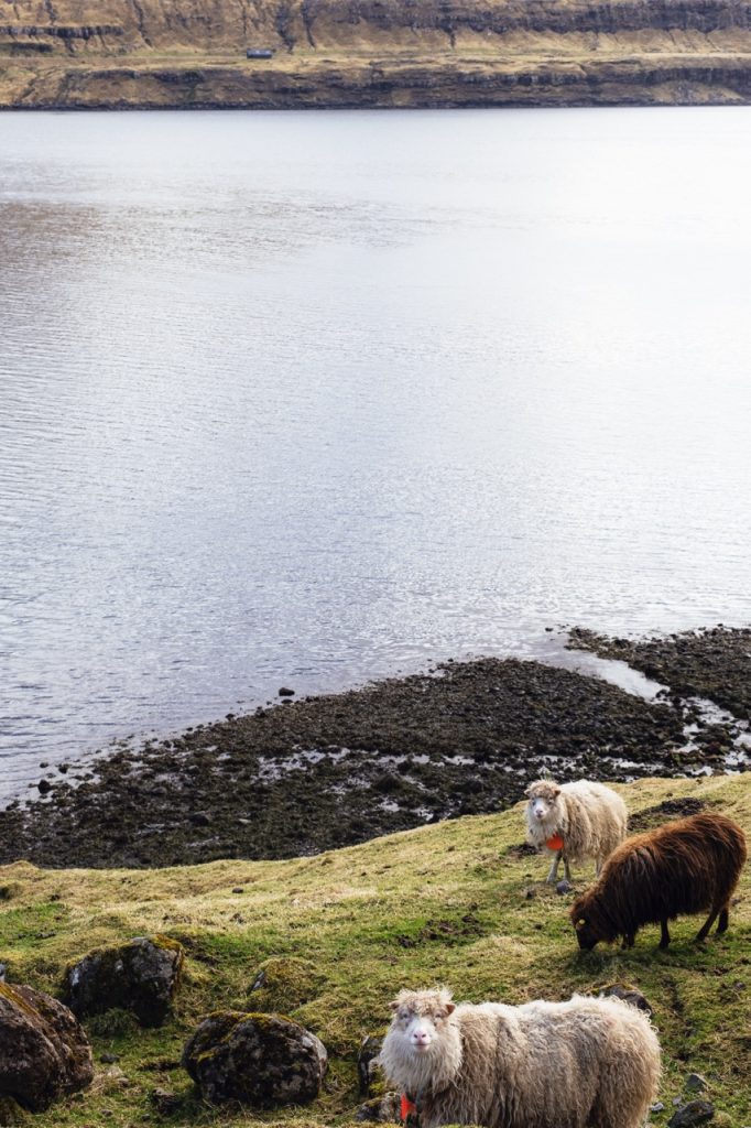 Sheep in the Faroe Islands