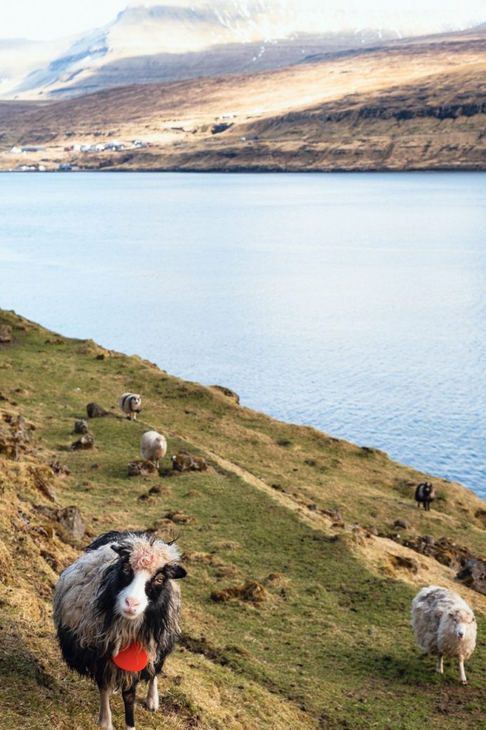 Sheep and landscape in the Faroe Islands
