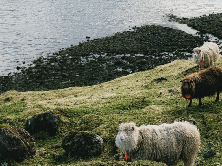 an image of a sheep in the faroe islands