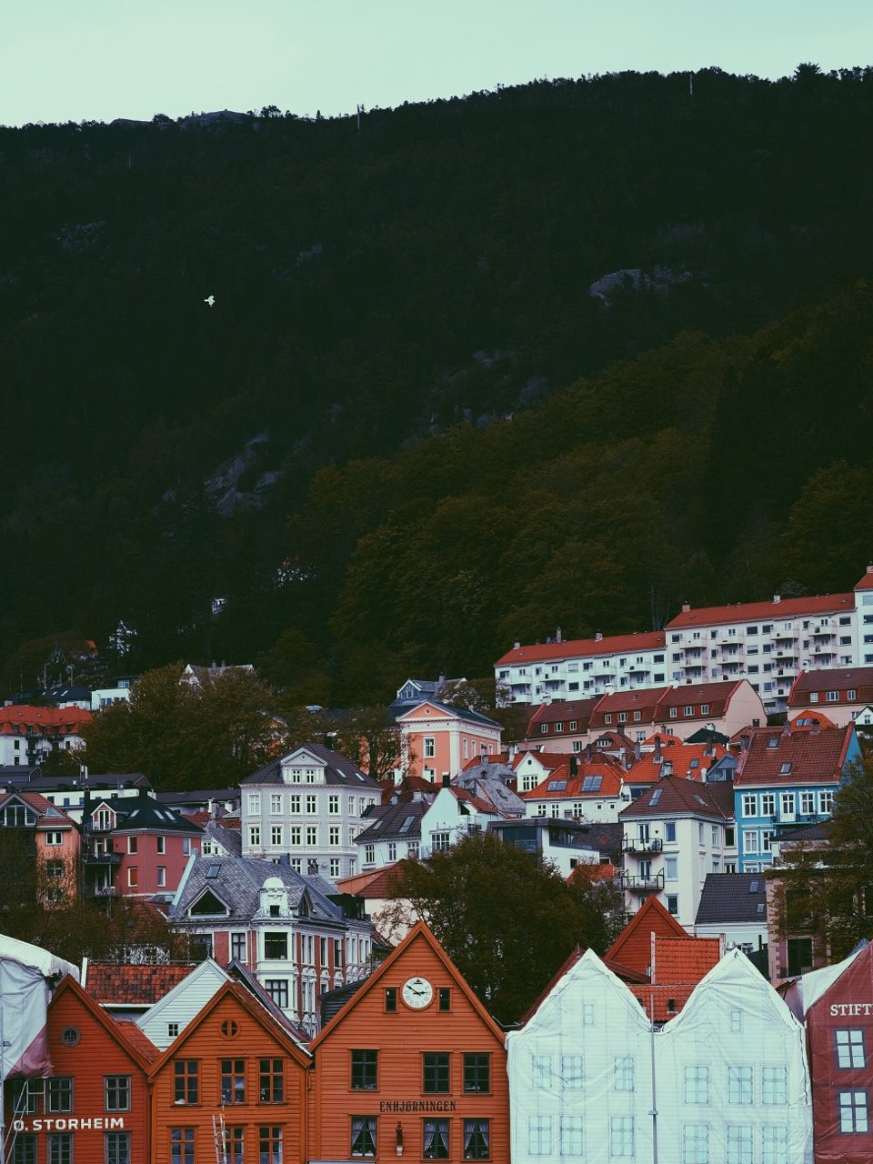 A seagull flying over wooden houses in Bergen