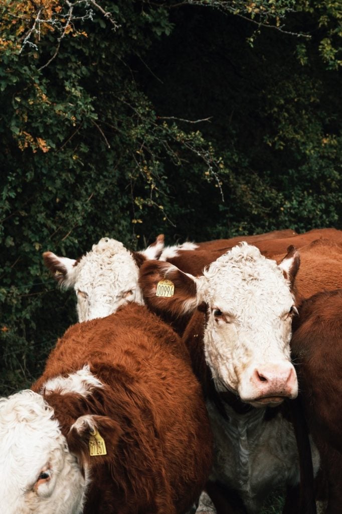 Cows in an area near Roskilde, Denmark