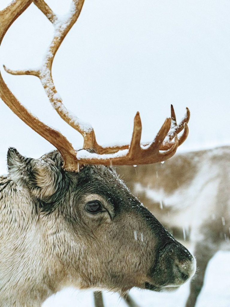 Reindeer in Tromsø, Norway