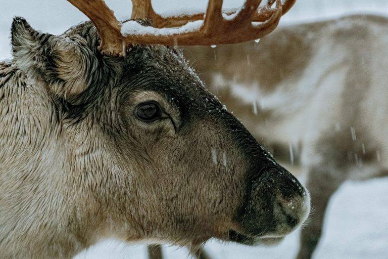 My Experience Feeding Reindeer in Tromsø, Norway