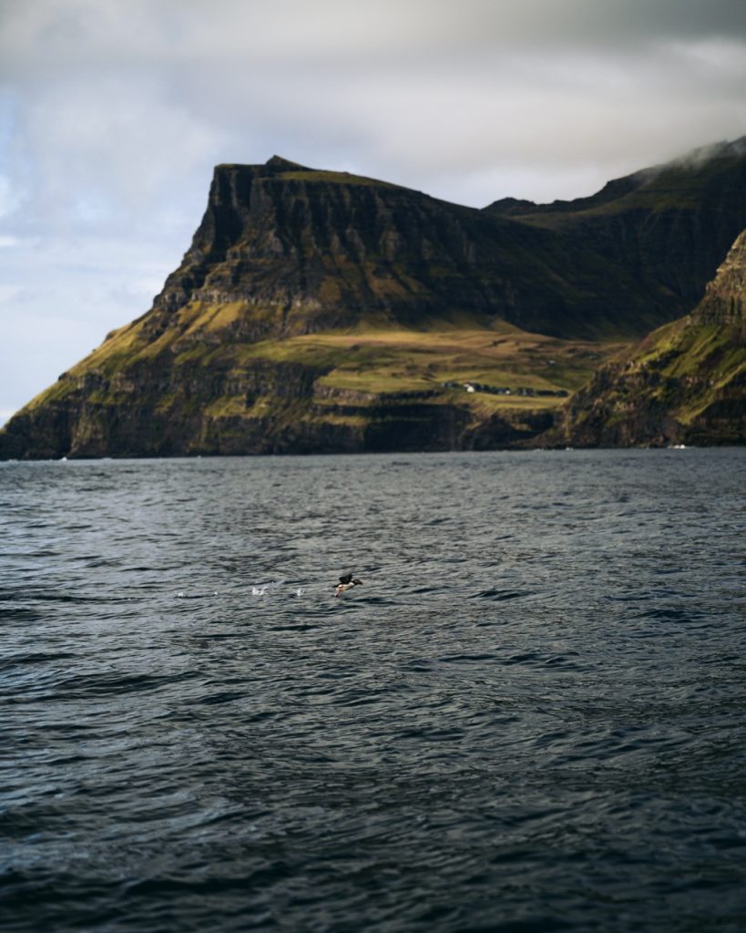 A puffin flying on the water in the Faroe Islands