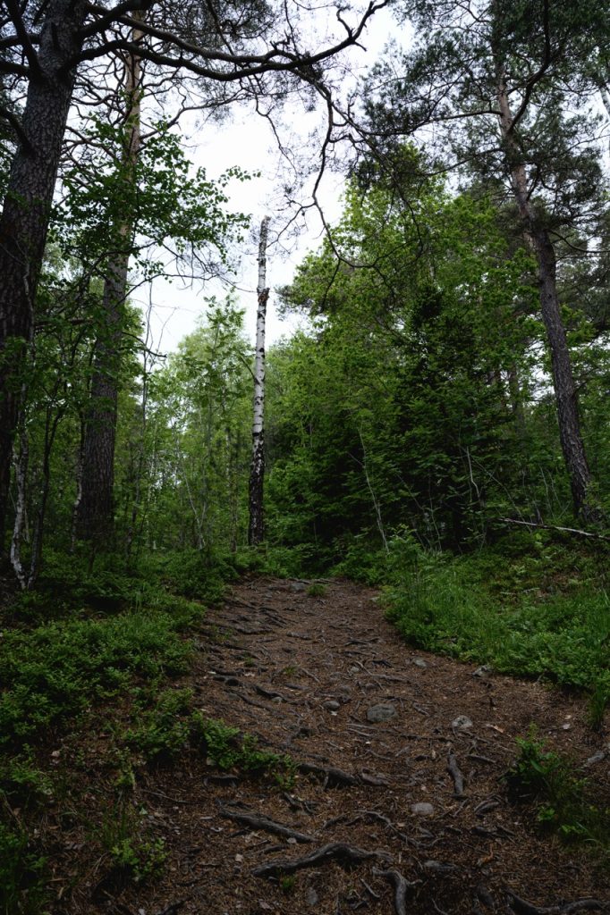 The trail at Grefsenkollen in Oslo, Norway