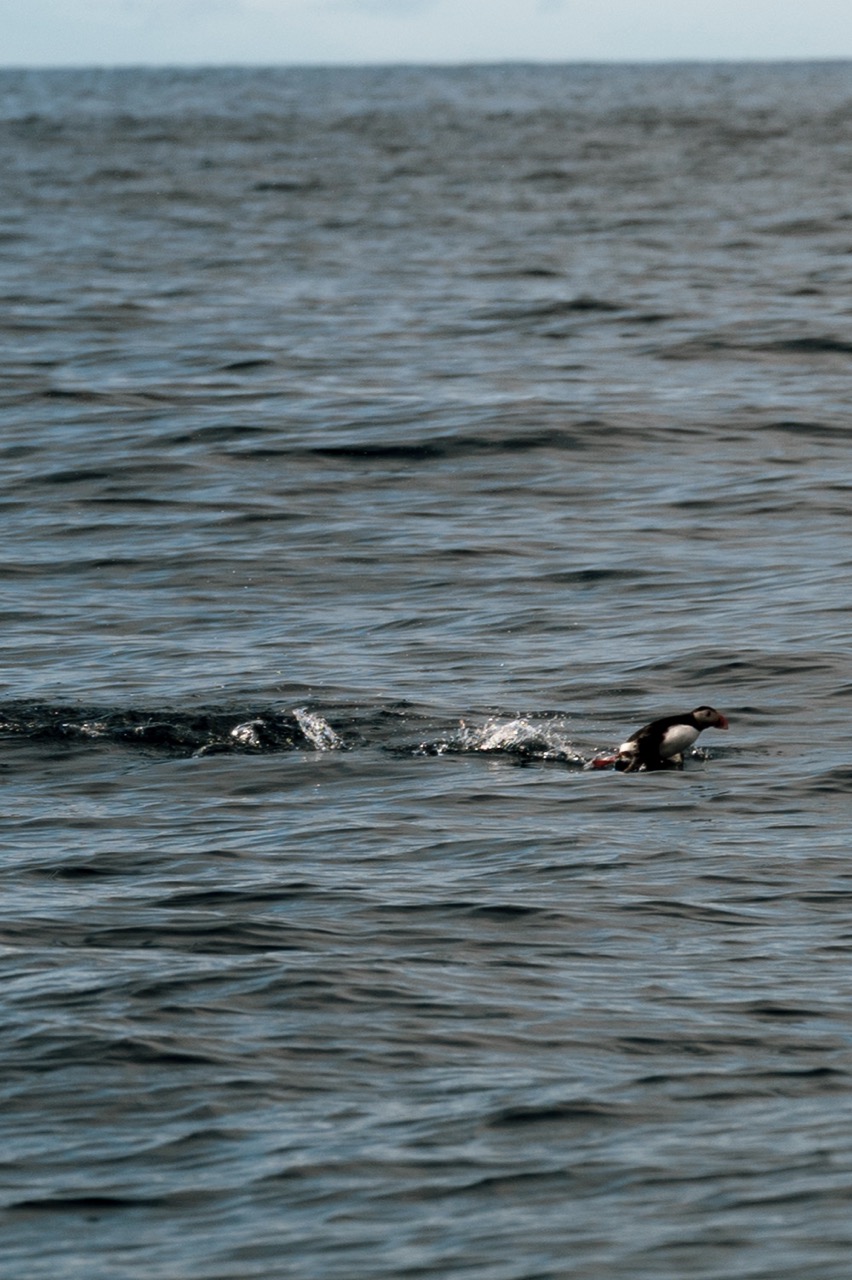 A photo of a puffin flying on the ocean in the Faroe Islands