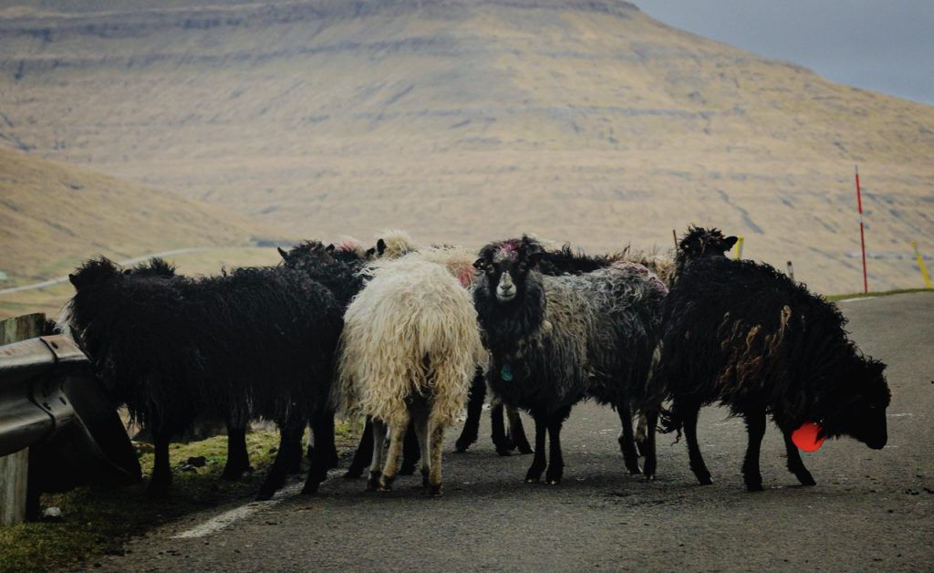 Sheep blocking the main road from Tjørnuvík, Faroe Islands