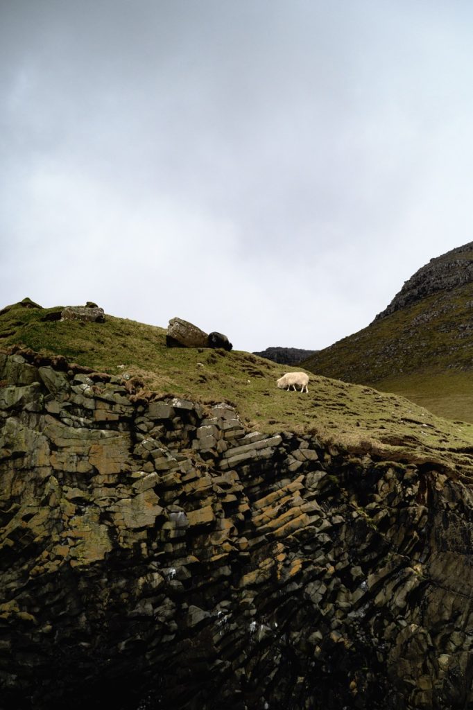 A sheep grazing in the Faroe Islands