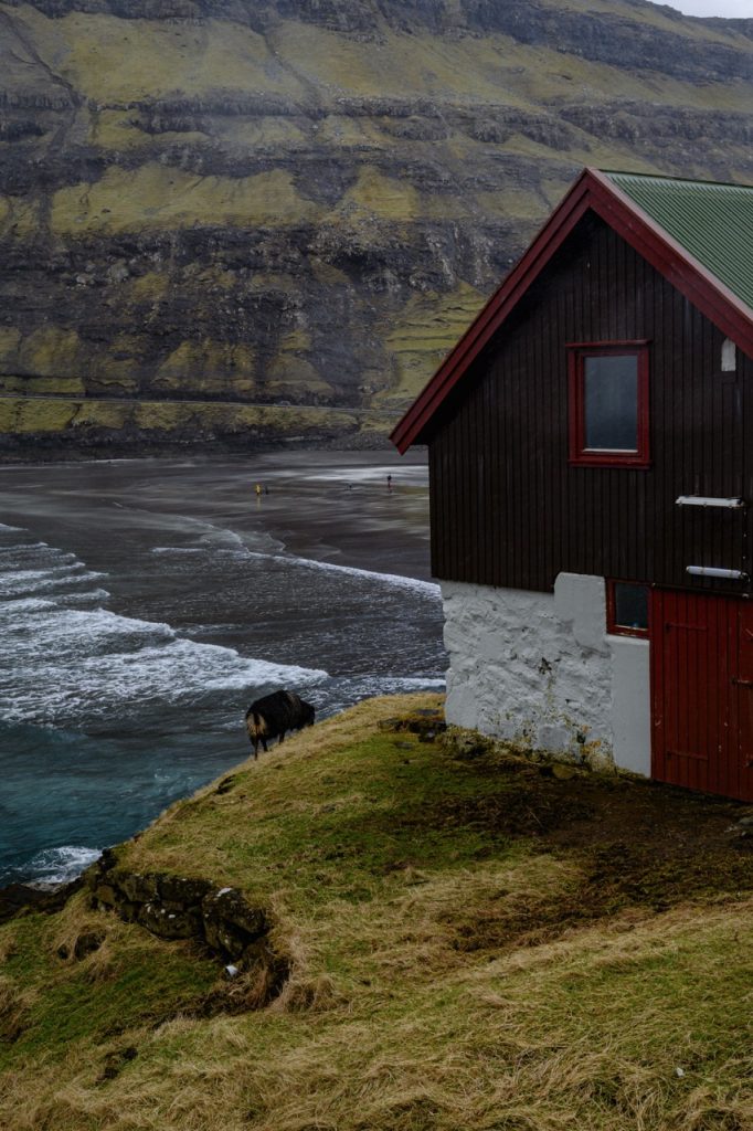 Sheep grazing in Tjørnuvík, Faroe Islands